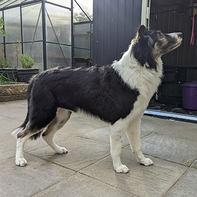 Bella the Border Collie