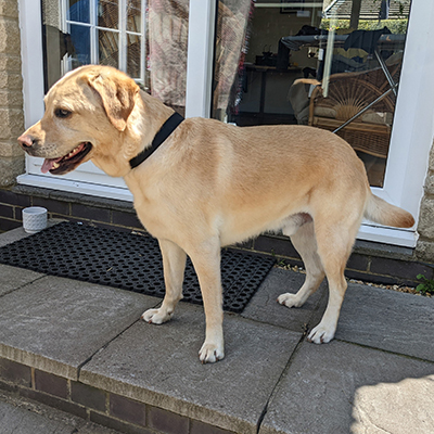 Chester the Labrador Retriever