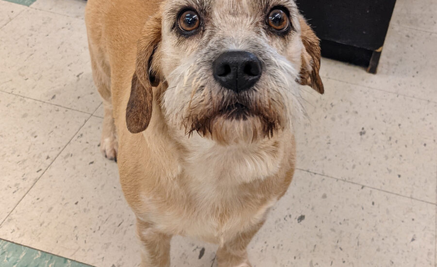 Groomed Beagle x Border Terrier Aggie