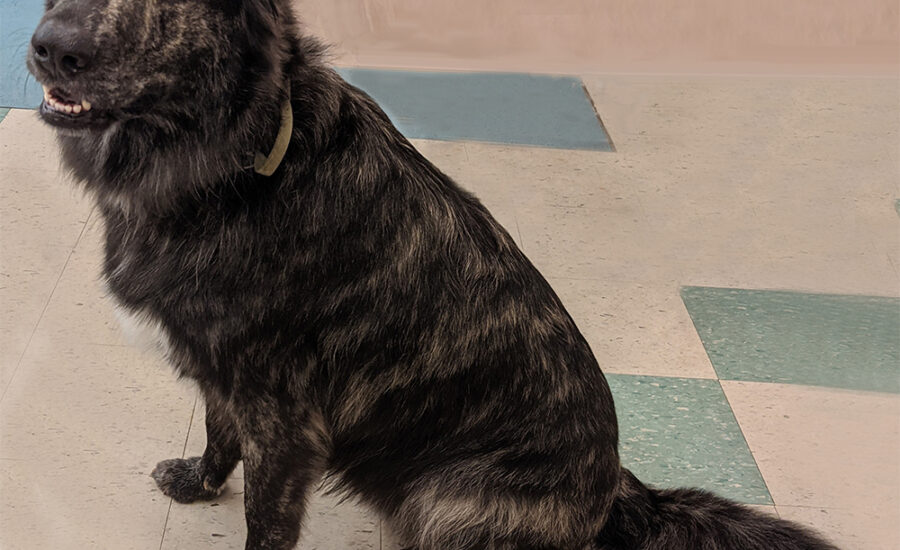 Groomed Cane Corso x German Shepherd Cujo