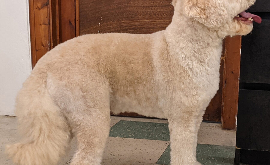 Groomed Cockapoo Dougal