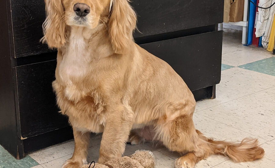 Groomed Cocker Spaniel Roxy