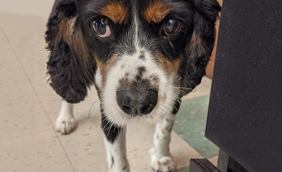 Groomed Cocker Spaniel x Cavalier King Charles Spaniel Max