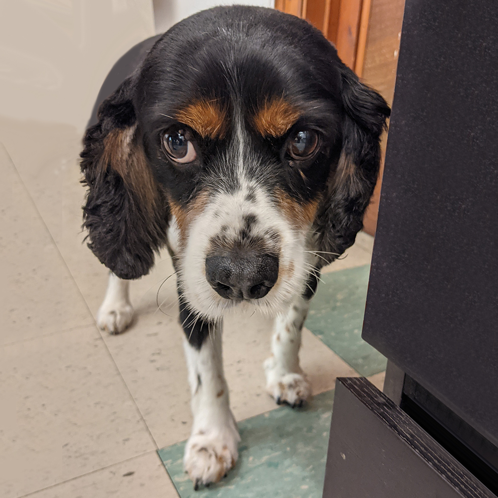 https://www.harlequingrooming.co.uk/portfolio/max-the-cocker-spaniel-x-cavalier-king-charles-spaniel/