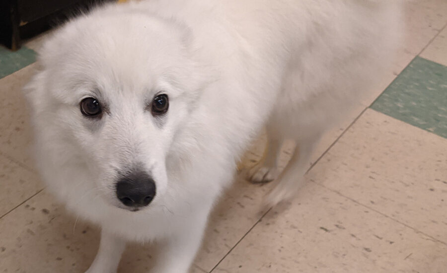 Groomed Japanese Spitz Kumo