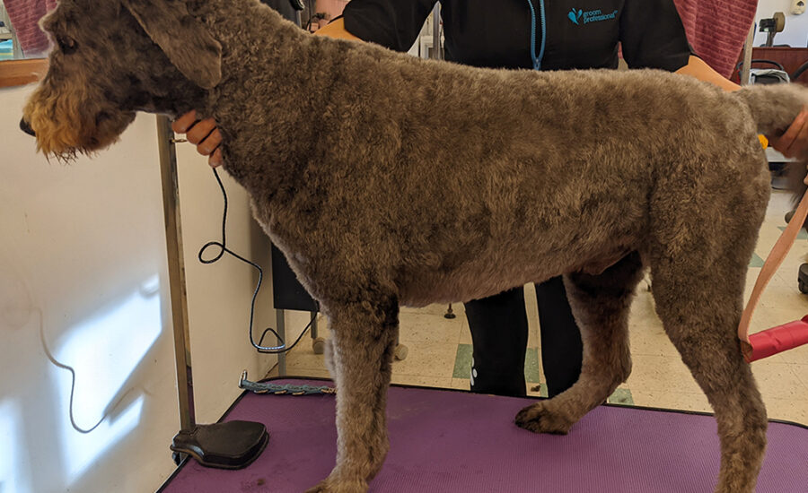 Groomed Labradoodle Henry