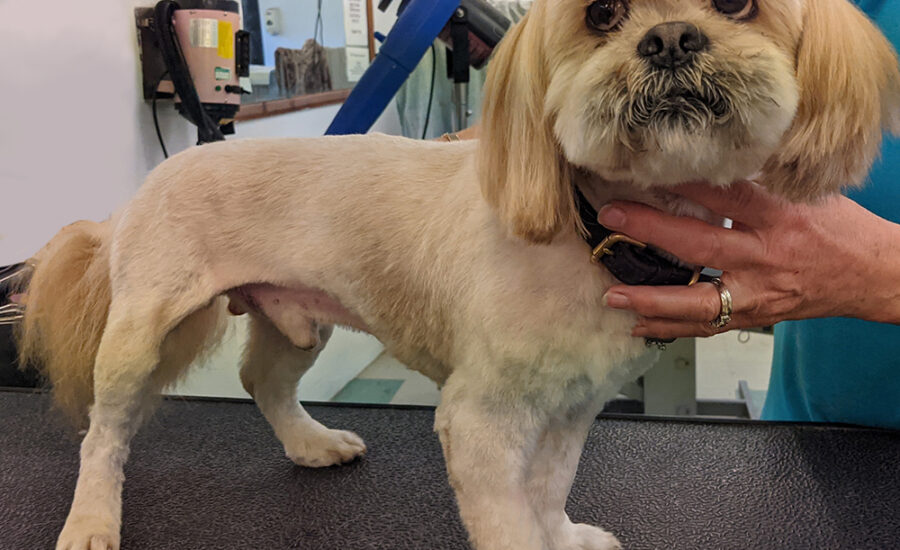 Groomed Lhasa Apso Alfie