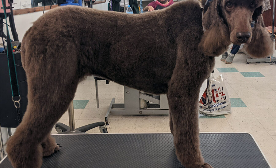 Groomed Poodle Peggy