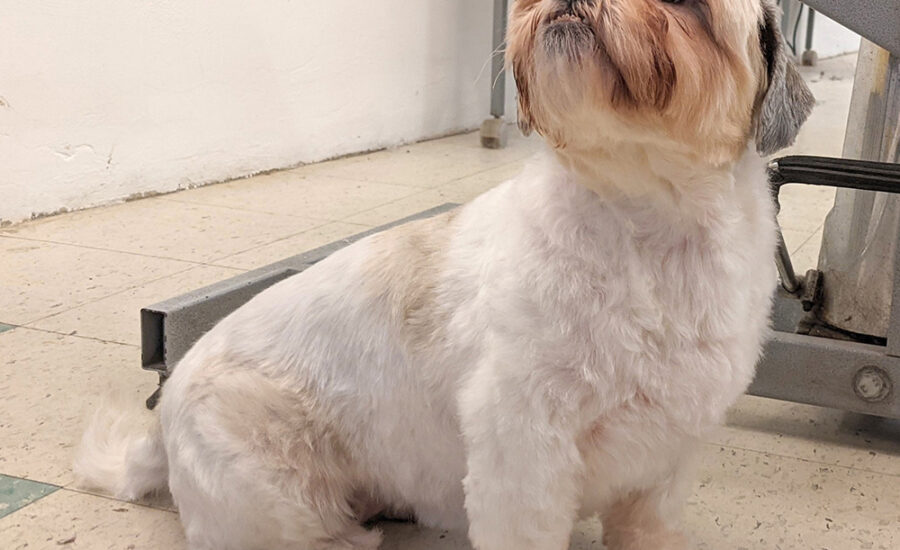 Groomed Shih Tzu Skylar