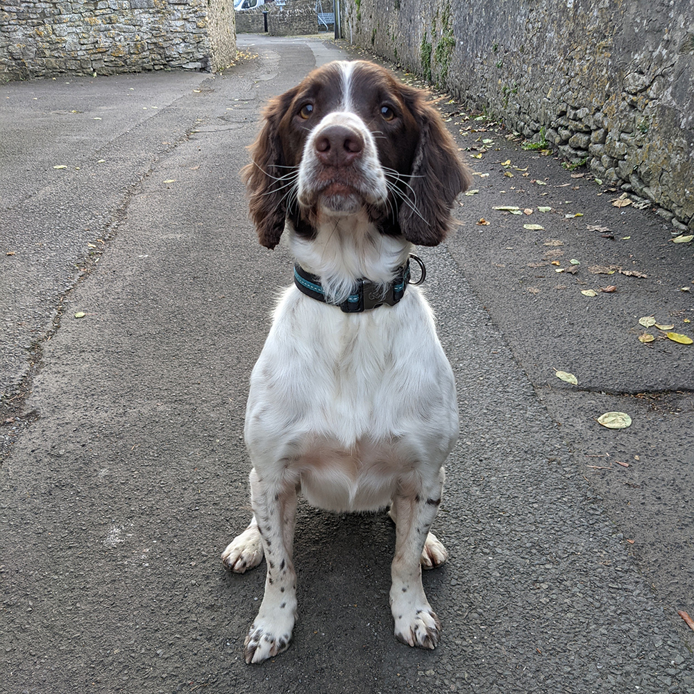 https://www.harlequingrooming.co.uk/portfolio/mickey-the-springer-spaniel/