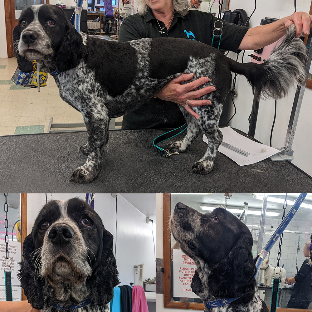 https://www.harlequingrooming.co.uk/portfolio/flint-the-sprocker-x-cavalier-spaniel/