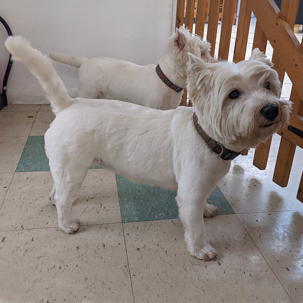 https://www.harlequingrooming.co.uk/portfolio/pixie-the-west-highland-white-terrier/