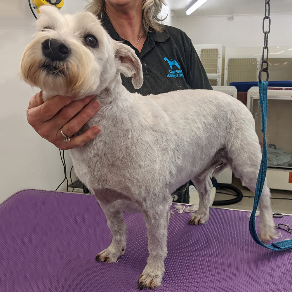 https://www.harlequingrooming.co.uk/portfolio/jock-the-westie-x/