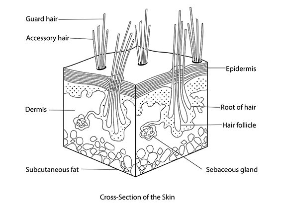 Stages of Hair Growth