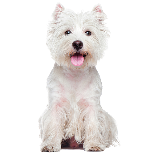 West Highland White Terrier