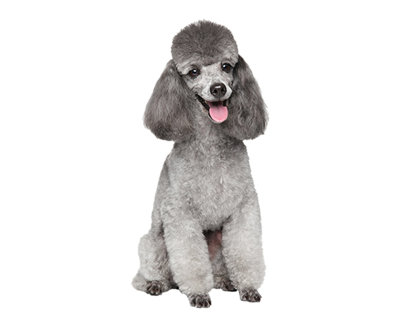 Curly Coat Poodle