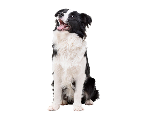 Double Coat Border Collie