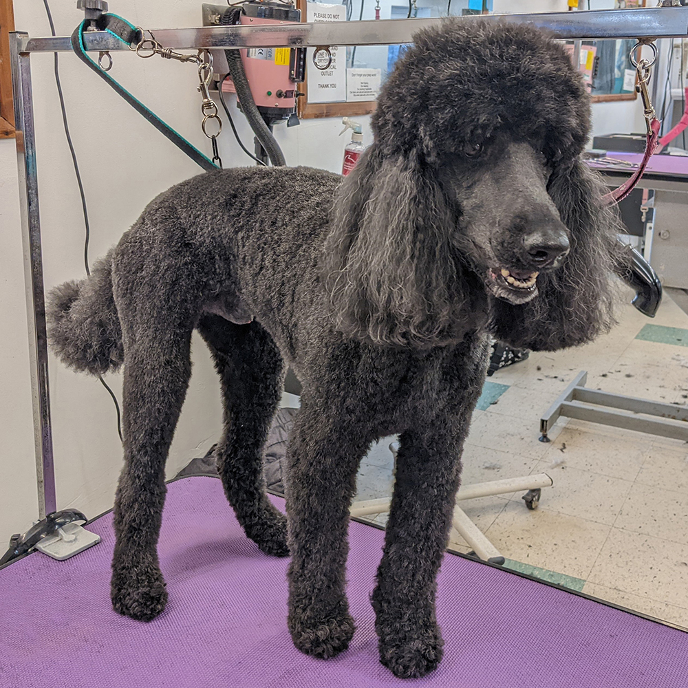 https://www.harlequingrooming.co.uk/portfolio/chino-the-poodle/