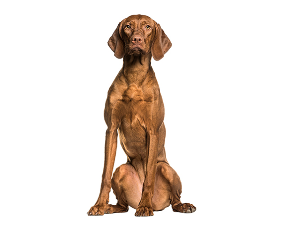 Smooth Coat Vizsla