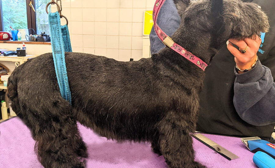 Groomed Scottish Terrier Lottie