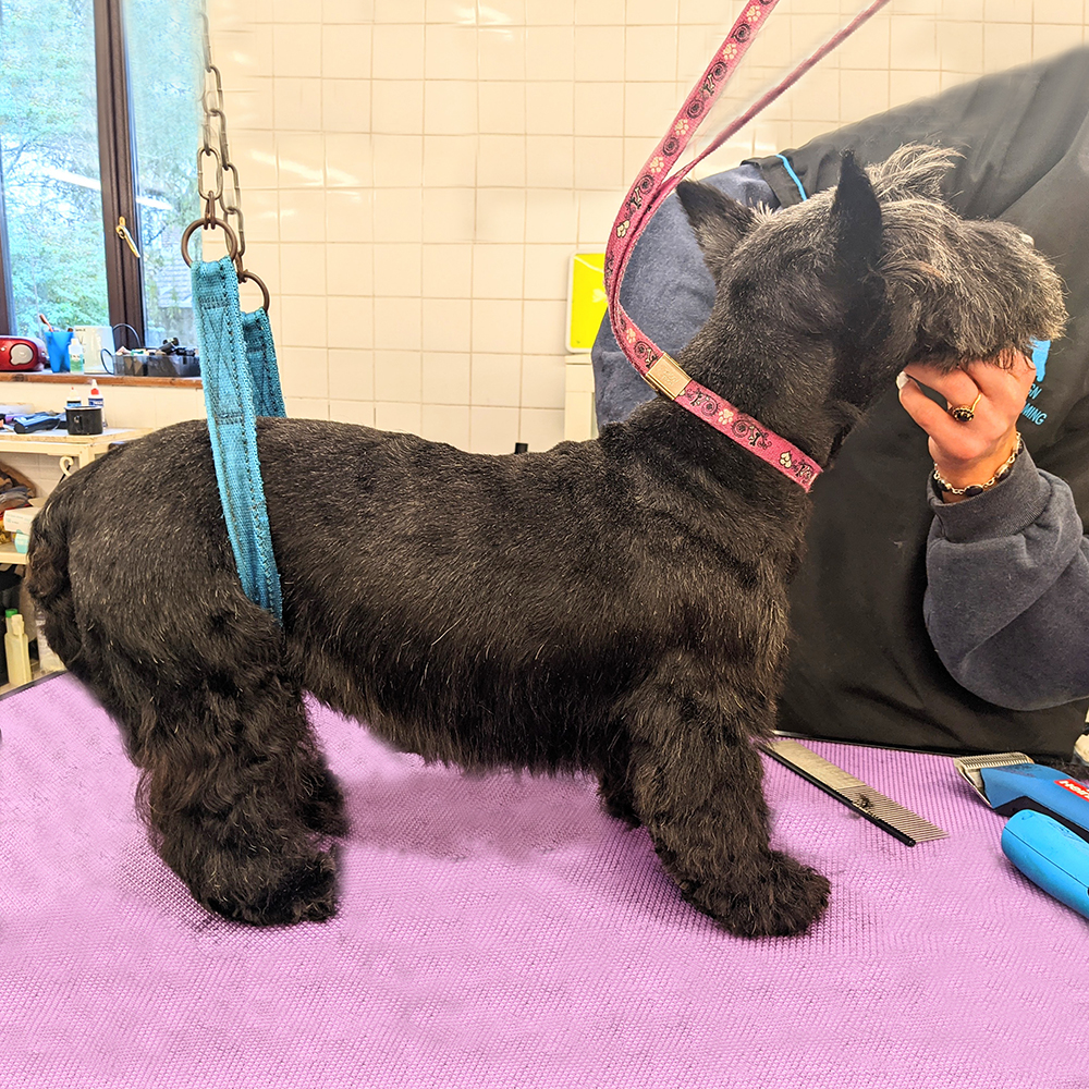 https://www.harlequingrooming.co.uk/portfolio/lottie-the-scottish-terrier/