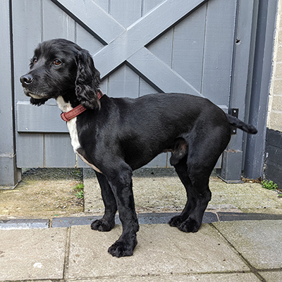 Guinness the Cocker Spaniel