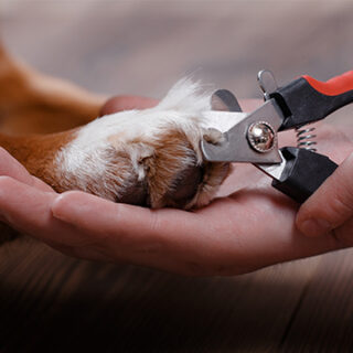 Nail Clipping