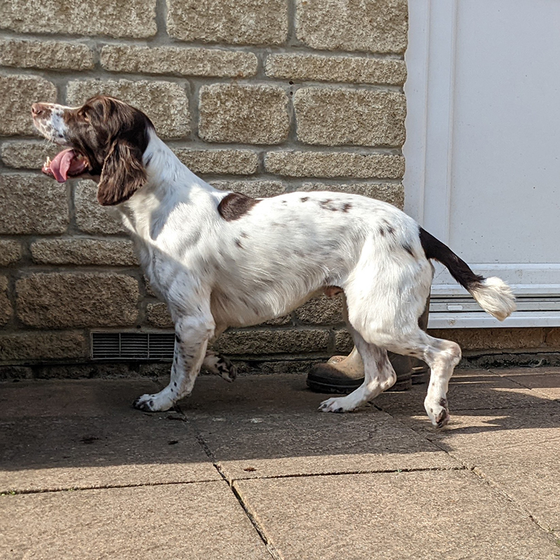 Mickey Hand-Stripped Springer Spaniel