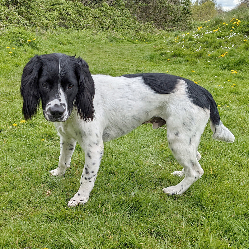 Milo Hand-Stripped Springer Spaniel