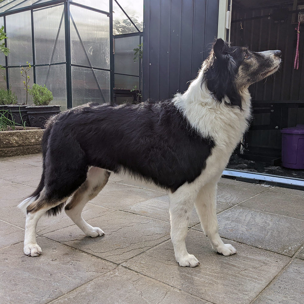 Bella Border Collie