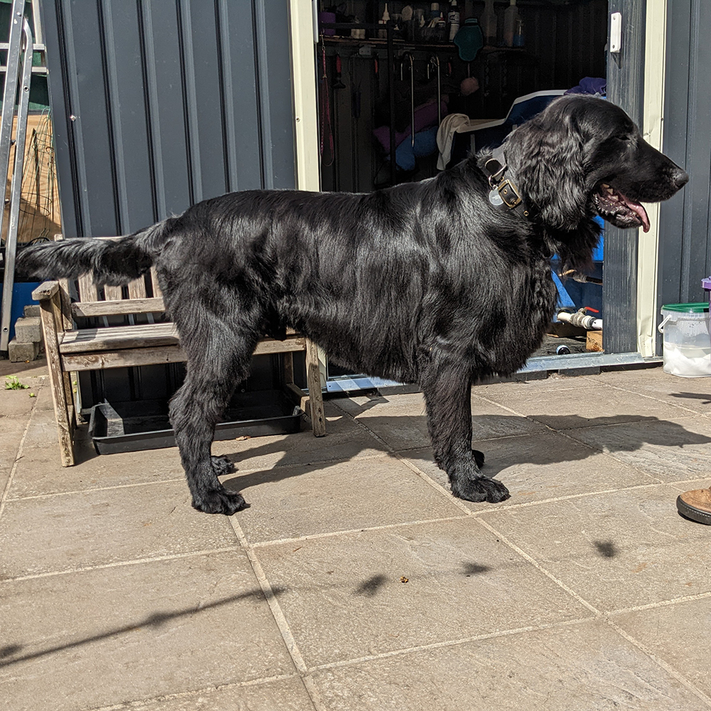 Jimmy Flat-Coated Retriever