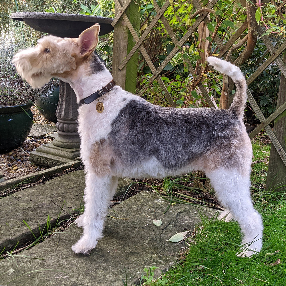 Kirsi Wire Fox Terrier