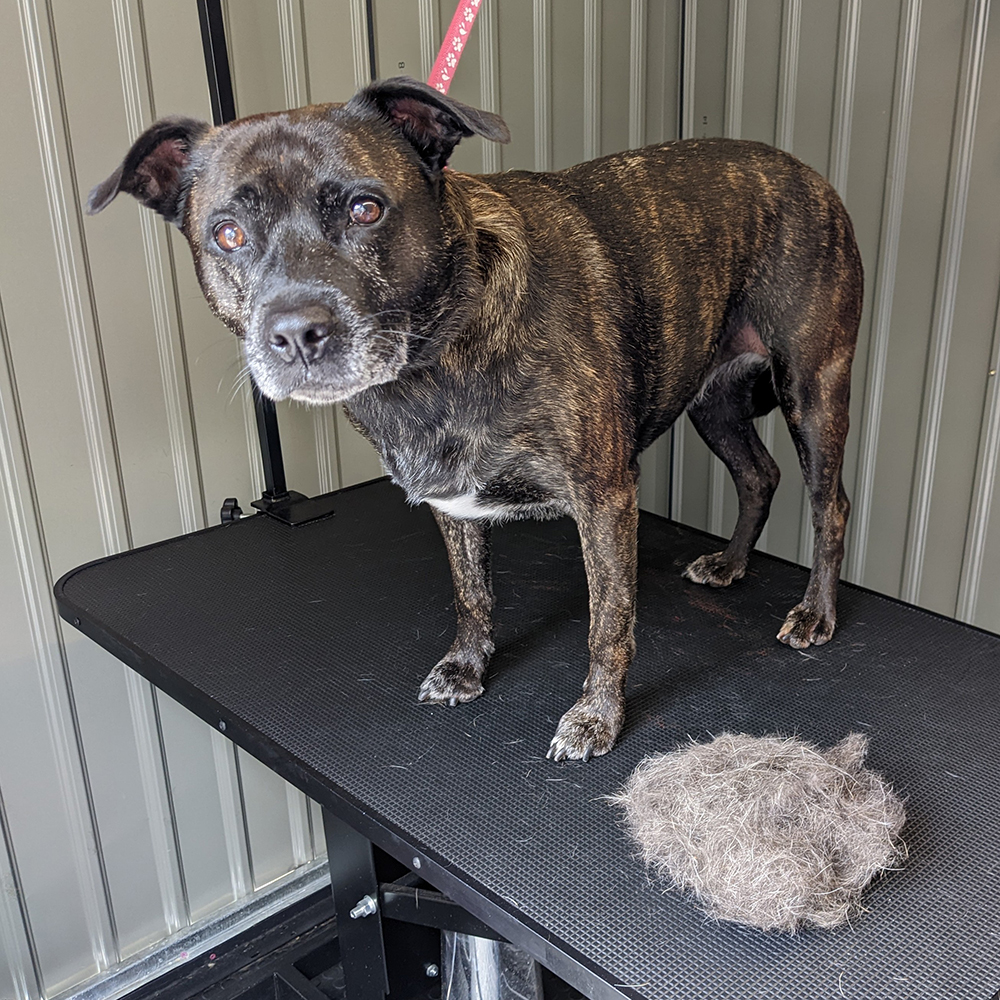 Lola Staffordshire Bull Terrier