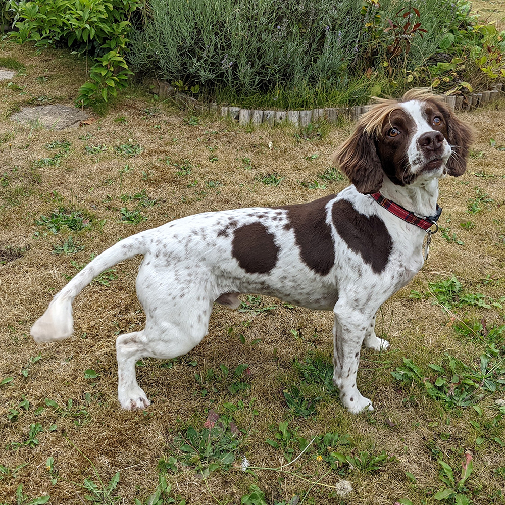 Paddy Springer Spaniel x Poodle