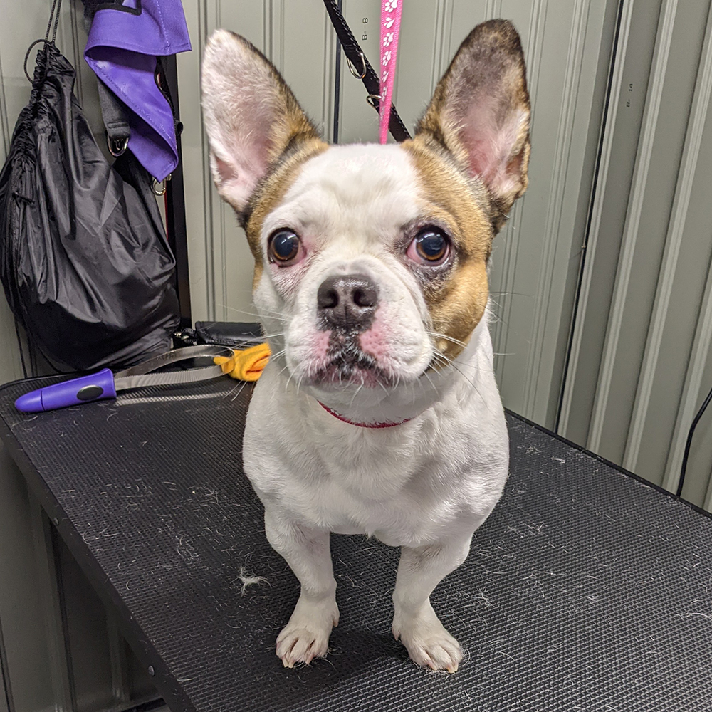 Pumpkin French Bulldog x Chihuahua