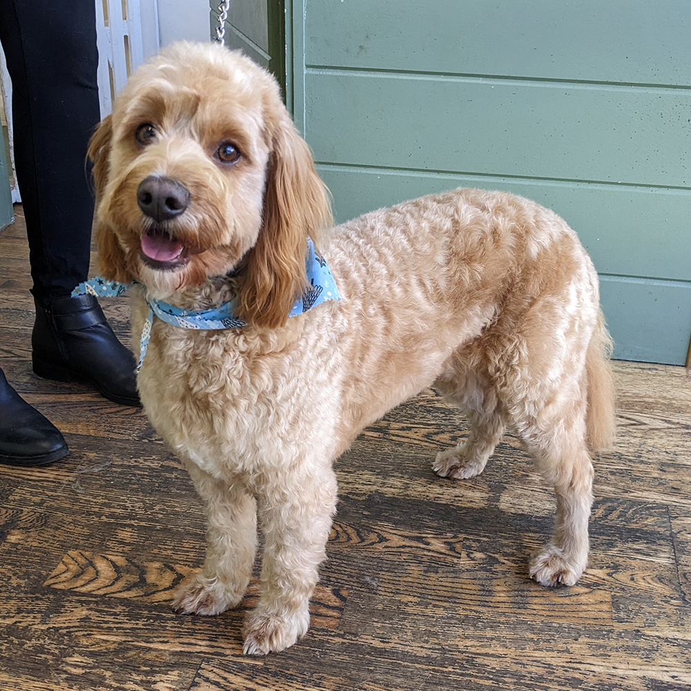 Teddy Cavapoo