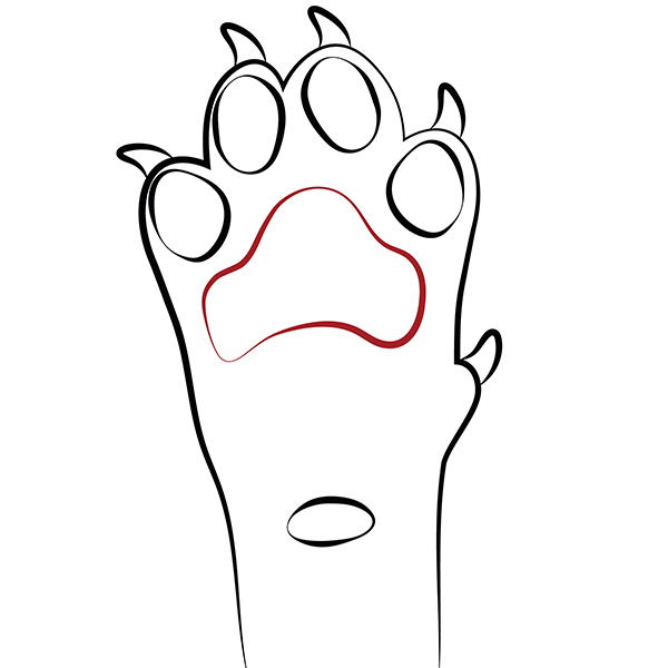 Paw Anatomy Harlequin Dog Grooming