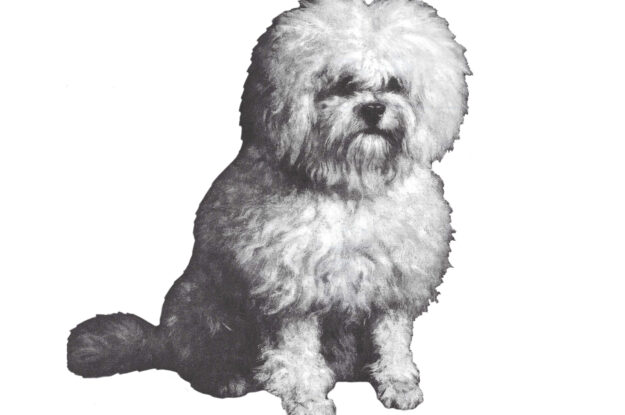 Breed Focus: Bichon Frise