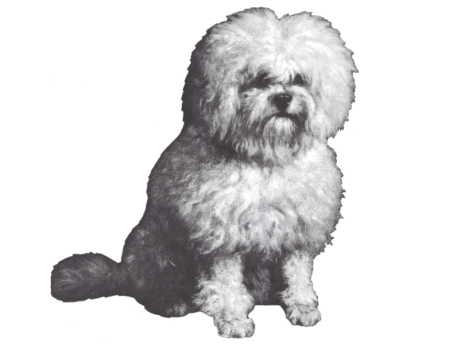 Bichon Frise